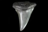 Fossil Mako Shark Tooth - Georgia #75025-1